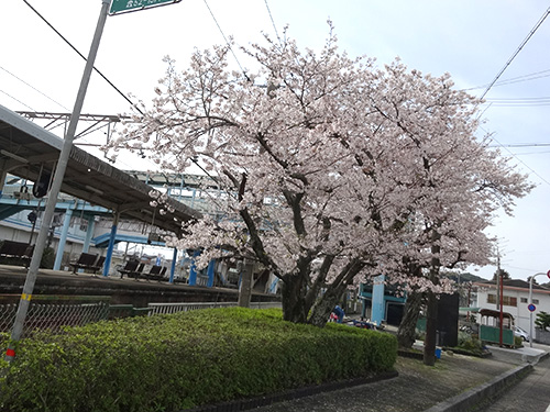 ０１駅桜