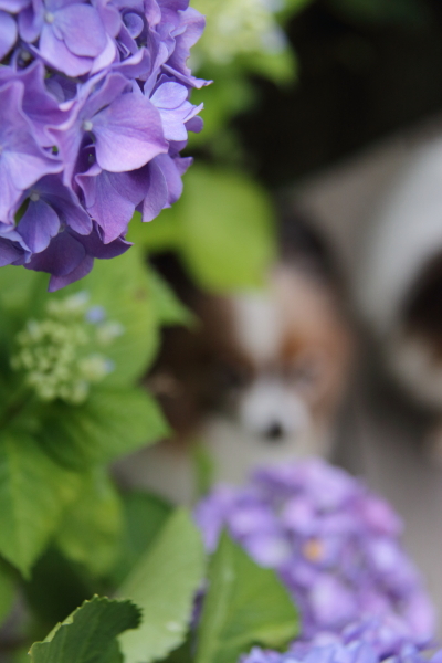 IMG_4044紫陽花紫陽花と犬