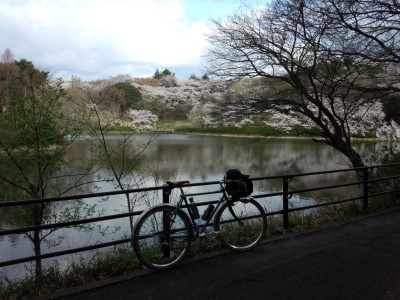 三ッ池公園 桜