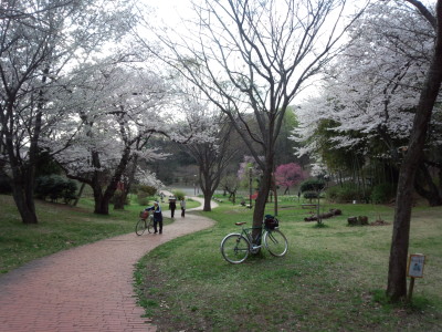 三ッ池公園 桜