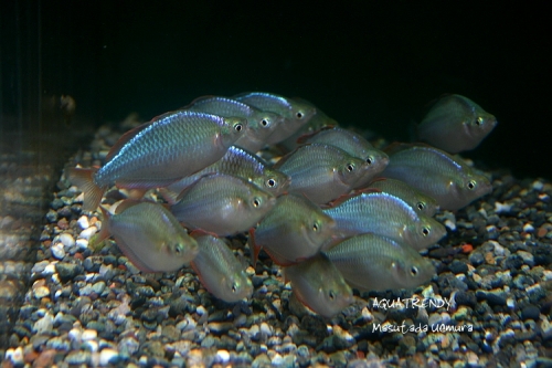 neon dowarf rrainbow fish
