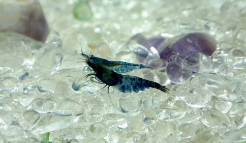 blue_shrimp.jpg