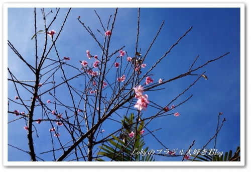 真冬に桜