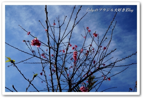 鉢植えの桜3