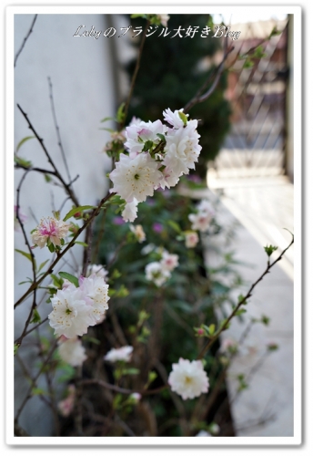 鉢植えの桜2