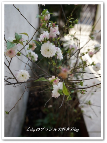 鉢植えの桜1