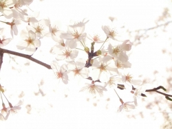 桜　2014.4.2