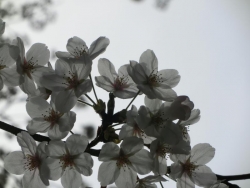 桜　2014.4.2