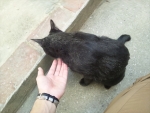 黒猫２