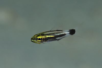 リュウキュウヤライイシモチ幼魚