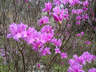 飯盛山　ピンクの花