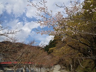 香嵐渓　桜