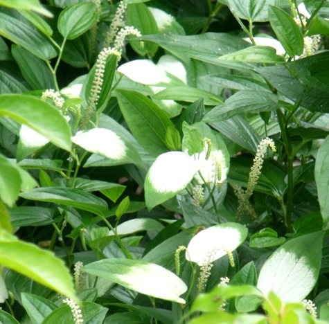 画像ー244新しい品種の植物 050-2
