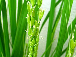 稲の花030903-006
