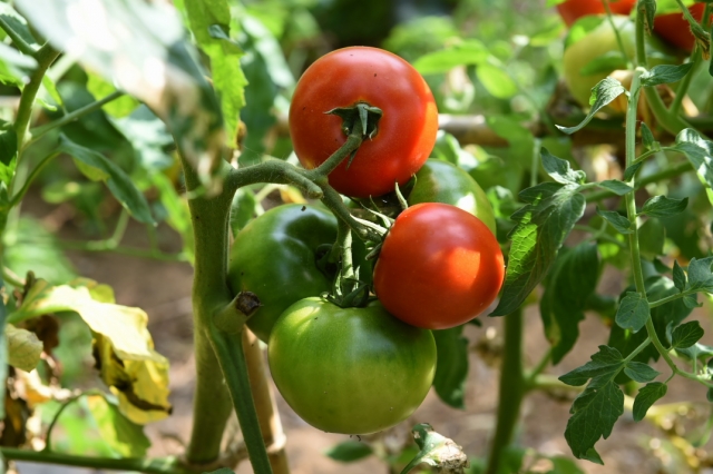 tomato-07-27-2014-01.jpg