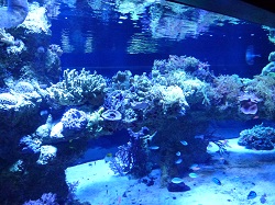 すみだ水族館サンゴ