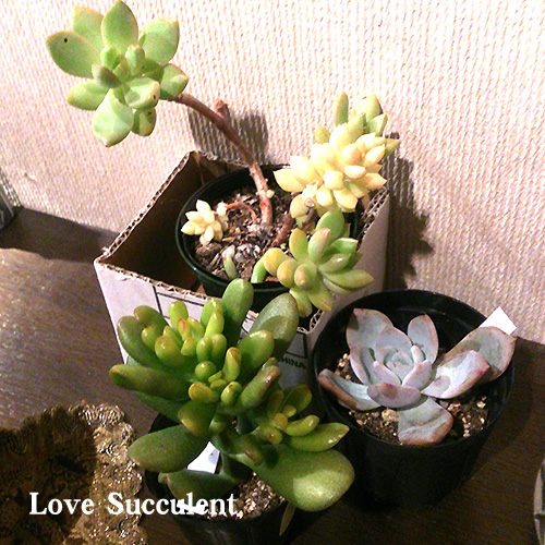 本日は、色んな葉挿しメモメモ。 | Love Succulent