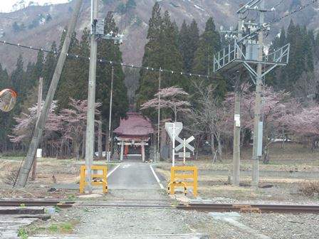 滝神社　踏切　桜