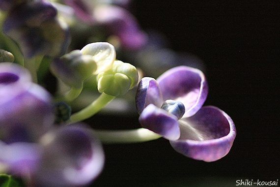 お多福紫陽花