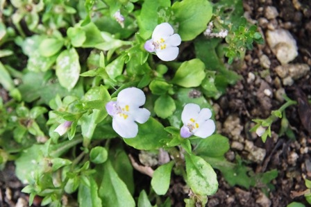 極小の白い野花