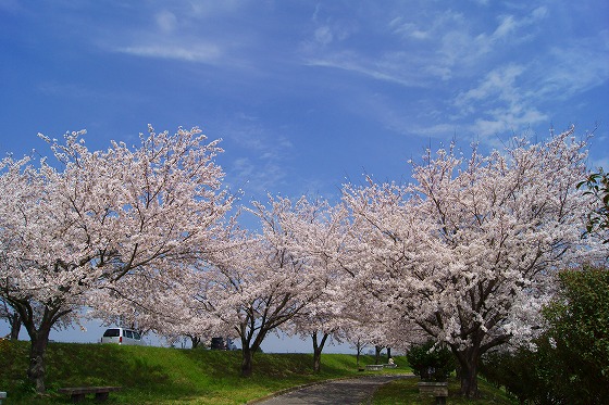 140402桜並木-5