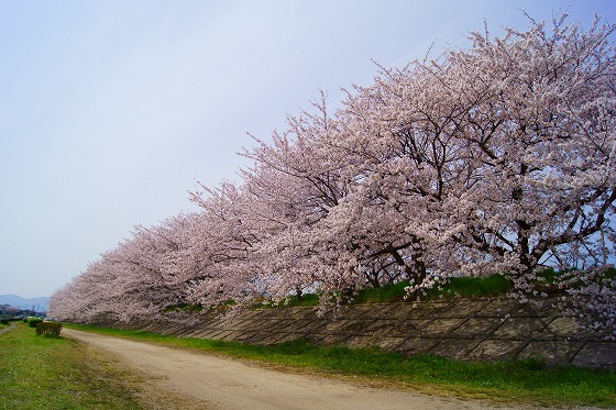 140407海蔵川の桜-1