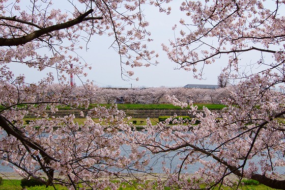 140407海蔵川の桜-3