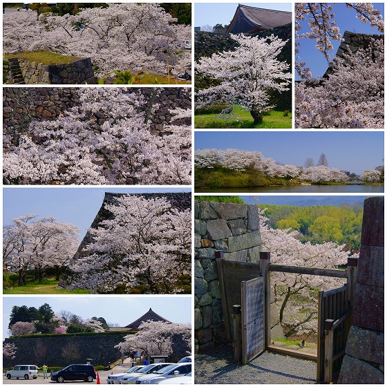 140409篠山城址の桜