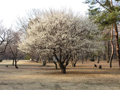 野川公園の梅