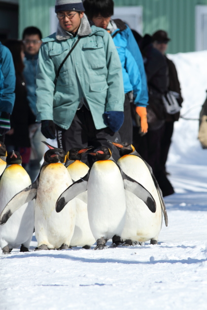 ペンギン散歩写真１