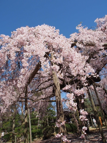 六地蔵寺のしだれ桜