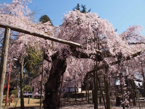 六地蔵寺のしだれ桜