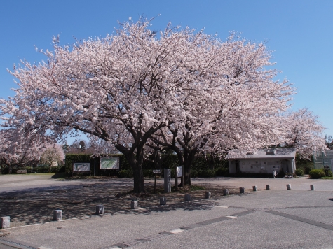 大串貝塚ふれあい公園の桜