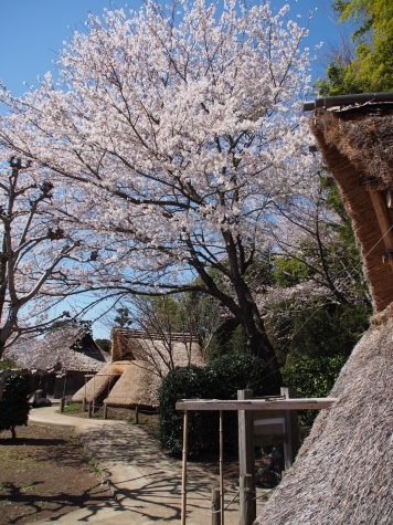 大串貝塚ふれあい公園の桜