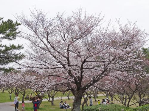 桜の公園で・・・