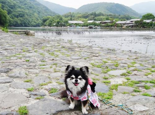 京都嵐山散歩
