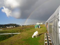 ［写真］受付ハウス上空に架かる大きな虹と草を食べるヤギのアラン