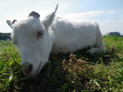 ［写真］寝そべりながら、こちらを見つめるヤギのアラン