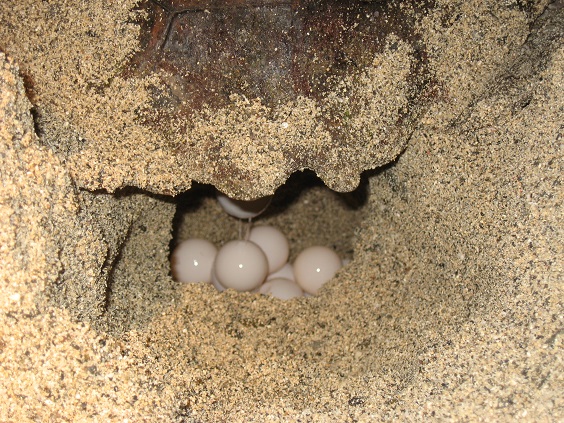 アカウミガメ産卵 013