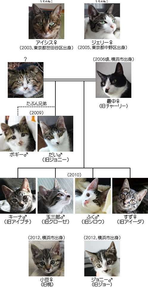 猫の系図