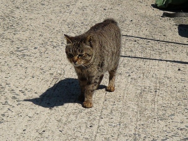 地島の猫 1 泊漁港は短い尻尾の猫ばかり 猫
